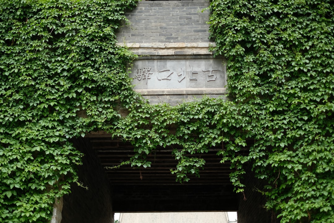 Kepopuleran DV188 Slot Dana di Dunia Digital